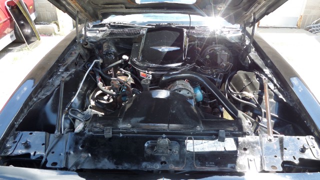 Used 1979 Pontiac Trans Am T-Tops-Smokey and the bandit-NEW PAINT JULY 2013-SEE VIDEOS | Mundelein, IL